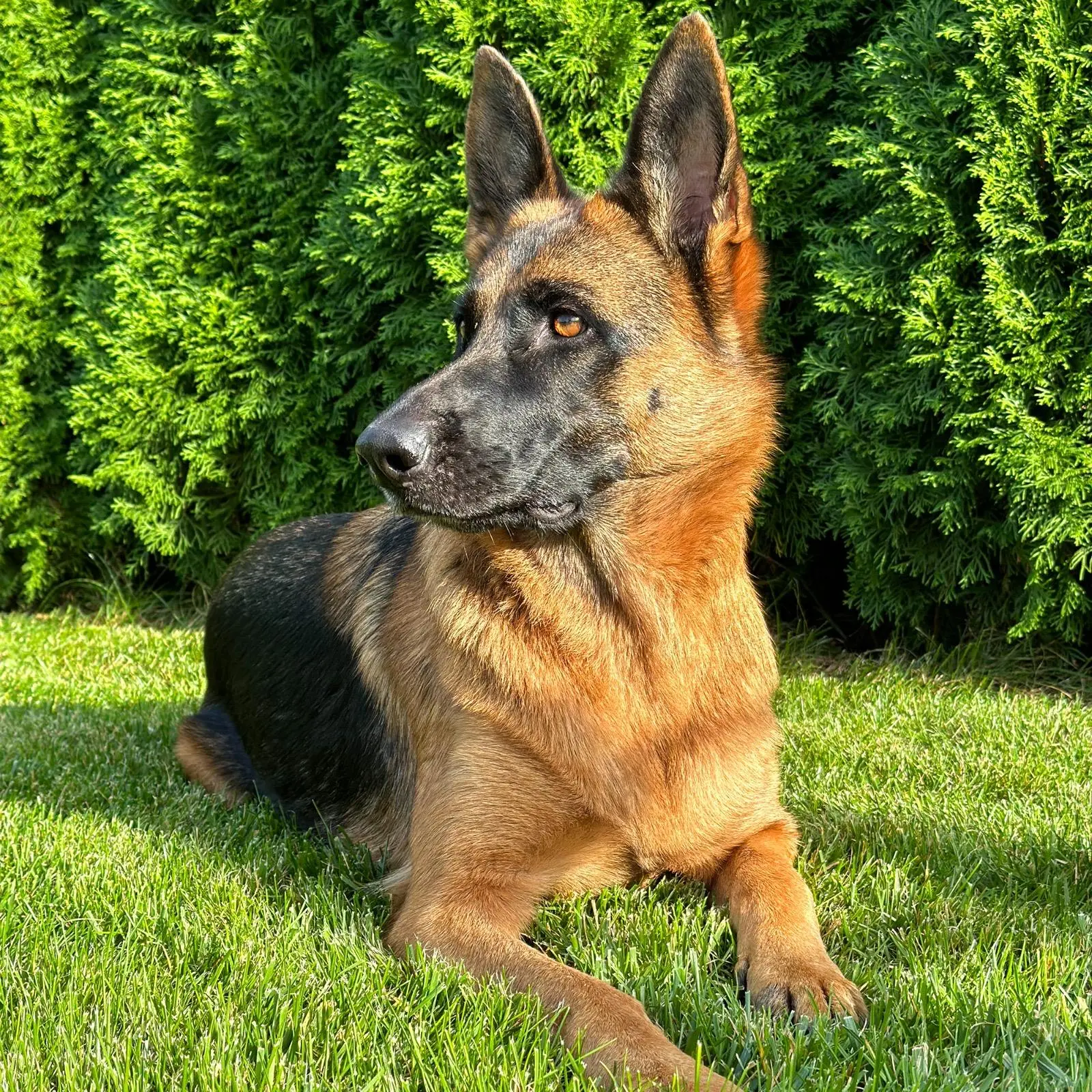 Draka